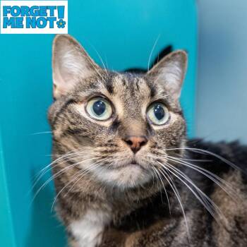 Amari -  Domestic Short Hair Cat for Adoption in Baltimore, Maryland - Amari | PetCurious