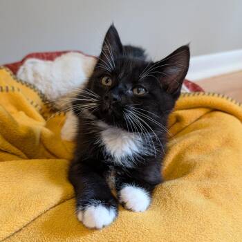 Kicker Candy 56139 -  Domestic Short Hair Cat for Adoption in Eaton Rapids, Michigan - Kicker Candy 56139 | PetCurious