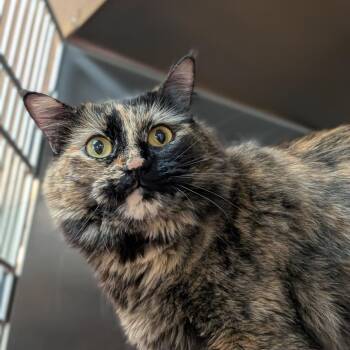 Domestic Medium Hair Cats Available for Adoption in Milan, Illinois - Kali | PetCurious