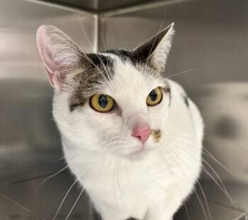 Flower -  Domestic Short Hair Cat for Adoption in Golden, Colorado - Flower | PetCurious