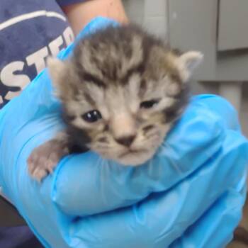 Hoot -  Domestic Short Hair Cat for Adoption in Summerville, South Carolina - Hoot | PetCurious