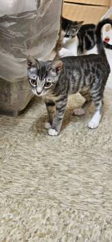 Piper -  Domestic Short Hair Cat for Adoption in Burnaby, British Columbia - Piper | PetCurious