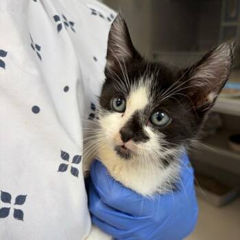 Persnickety -  Domestic Short Hair Cat for Adoption in Lakewood, California - Persnickety | PetCurious