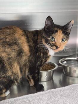 Feeney -  Domestic Short Hair Cat for Adoption in Athens, Tennessee - Feeney | PetCurious