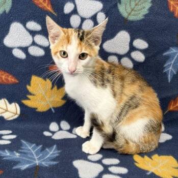 Lara -  Domestic Short Hair Cat for Adoption in Valdosta, Georgia - Lara | PetCurious