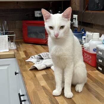 Polar -  Domestic Short Hair Cat for Adoption in Hamburg, New York - Polar | PetCurious