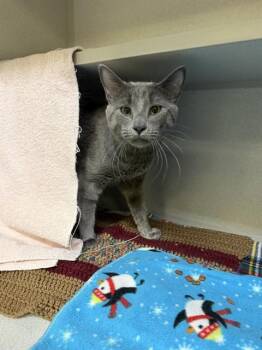 LORD WALGREENS -  Domestic Medium Hair and Domestic Short Hair Cat for Adoption in Omaha, Nebraska - LORD WALGREENS | PetCurious
