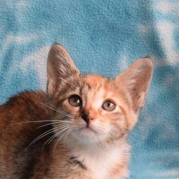 Domestic Short Hair Cats Available for Adoption in Eureka, California - Junebug (52842) | PetCurious