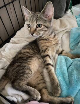 Rescue Domestic Short Hair Cats for Adoption in Camp Hill, Pennsylvania - Delilah | PetCurious