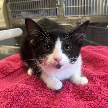 Raider -  Domestic Short Hair Cat for Adoption in Oak Brook, Illinois - Raider | PetCurious