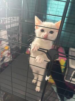Sushi -  Domestic Short Hair Cat for Adoption in Saint Charles, Missouri - Sushi | PetCurious