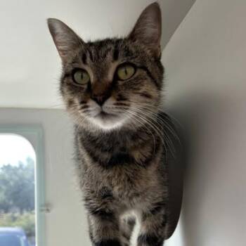 Trixie -  Domestic Short Hair Cat for Adoption in Wheaton, Illinois - Trixie | PetCurious