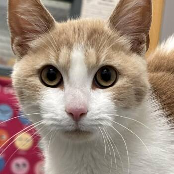 Wheat Bread -  Domestic Short Hair Cat for Adoption in Philadelphia, Pennsylvania - Wheat Bread | PetCurious