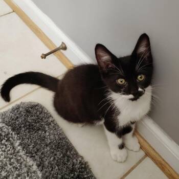Socks -  Domestic Short Hair Cat for Adoption in Charlottesville, Virginia - Socks | PetCurious