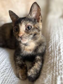 Rescue Tortoiseshell and Domestic Short Hair Cats for Adoption - Zucchini | PetCurious