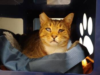 Rescue Domestic Short Hair Cats for Adoption in San Luis Obispo, California - Steve | PetCurious