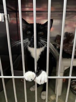 Domestic Short Hair Cats Available for Adoption - Pooskums | PetCurious