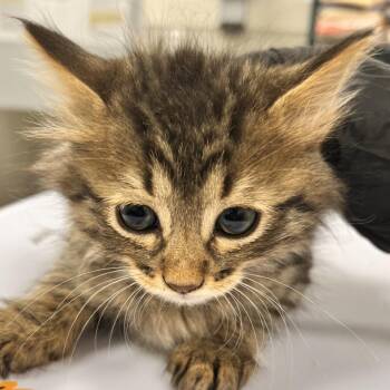 Domestic Medium Hair Cats Available for Adoption in Las Cruces, New Mexico - Gumdrop | PetCurious