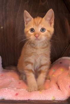 Annie Oakley -  Domestic Short Hair Cat for Adoption in Nashville, Tennessee - Annie Oakley | PetCurious