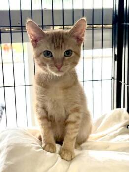 Cinnamon -  Domestic Short Hair Cat for Adoption in New Orleans, Louisiana - Cinnamon | PetCurious