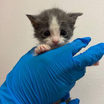 Aki Hayakawa A2 -  Domestic Short Hair Cat for Adoption in Edinburg, Texas - Aki Hayakawa A2 | PetCurious