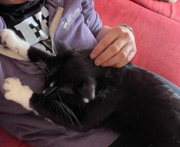 Domestic Medium Hair Cats Available for Adoption in Bloomington, Indiana - Wilbur | PetCurious