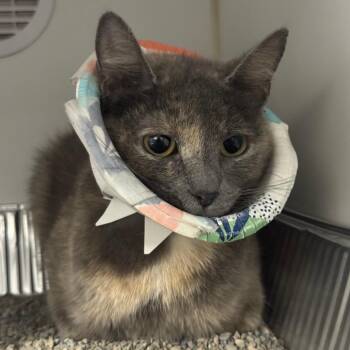 Honeydew -  Domestic Short Hair Cat for Adoption in Dearborn, Michigan - Honeydew | PetCurious