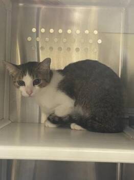 Domestic Short Hair Cats Available for Adoption in Cincinnati, Ohio - Tinkerbell | PetCurious