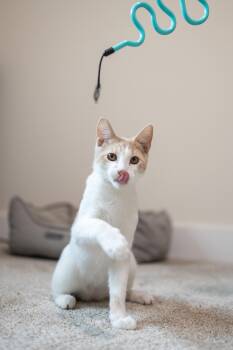 Rescue Domestic Short Hair Cats for Adoption in Avondale Estates, Georgia - Harvey | PetCurious