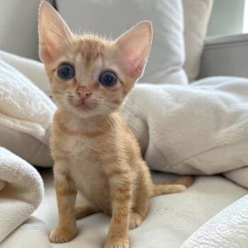 Nugget -  Domestic Short Hair Cat for Adoption in San Antonio, Texas - Nugget | PetCurious