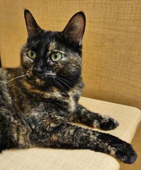 Rescue Tortoiseshell Cats for Adoption in Tulsa, Oklahoma - Bikkie | PetCurious
