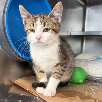 Finnick -  Domestic Short Hair Cat for Adoption in Chicago, Illinois - Finnick | PetCurious
