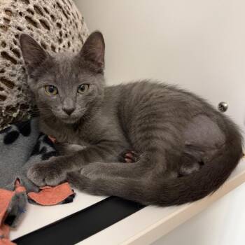Bauble -  Domestic Short Hair Cat for Adoption in West Palm Beach, Florida - Bauble | PetCurious