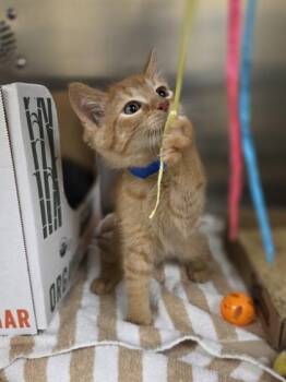 Scruffy -  Domestic Short Hair Cat for Adoption in Westland, Michigan - Scruffy | PetCurious