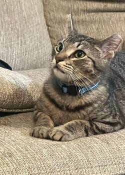 Domestic Medium Hair Cats Available for Adoption in Calera, Alabama - Pete | PetCurious