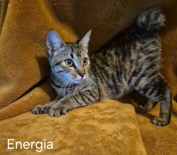 Rescue Domestic Short Hair and American Bobtail Cats for Adoption in Oviedo, Florida - Energia | PetCurious