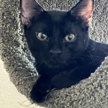 Loki -  Domestic Short Hair Cat for Adoption in Colorado Springs, Colorado - Loki | PetCurious