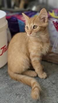 Rescue Domestic Short Hair Cats for Adoption in Woodsfield, Ohio - Cornelius | PetCurious