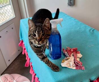 Rescue Domestic Short Hair Cats for Adoption in Sultan, Washington - Ricochet | PetCurious