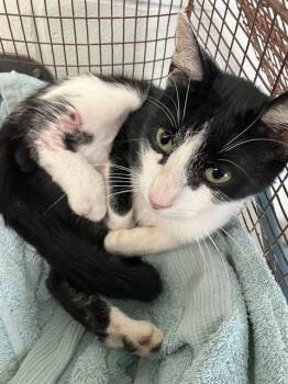 SIR MOFFET -  Domestic Short Hair Cat Available for Adoption in Corpus Christi, Texas - SIR MOFFET | PetCurious