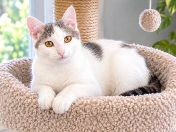Dolly Parton -  Domestic Short Hair Cat for Adoption in Great Neck, New York - Dolly Parton | PetCurious