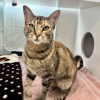Miranda -  Domestic Short Hair Cat for Adoption in Downers Grove, Illinois - Miranda | PetCurious