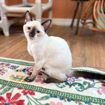 Rescue Domestic Short Hair Cats for Adoption in Port Richey, Florida - Ping | PetCurious