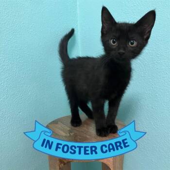 Domestic Short Hair Cats Available for Adoption in Tallahassee, Florida - LUNA | PetCurious