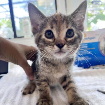 Sticky -  Domestic Short Hair Cat for Adoption in Denver, Colorado - Sticky | PetCurious