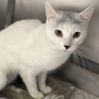 Hayride -  Domestic Short Hair Cat for Adoption in Matteson, Illinois - Hayride | PetCurious