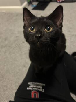 Willow -  Domestic Short Hair Cat for Adoption in Columbus, Ohio - Willow | PetCurious