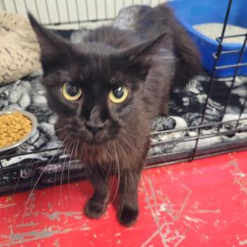 Latifa -  Domestic Long Hair Cat for Adoption in Clarksdale, Mississippi - Latifa | PetCurious