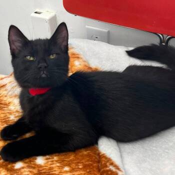 Destiny -  Domestic Medium Hair Cat for Adoption in Buffalo, New York - Destiny | PetCurious