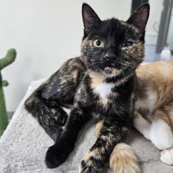 Domestic Short Hair Cats Available for Adoption - Vera | PetCurious